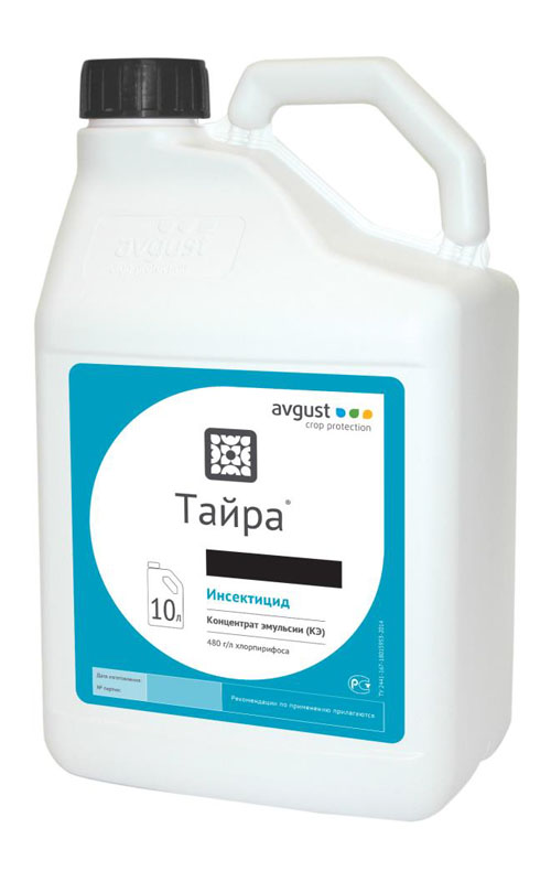 Tayra